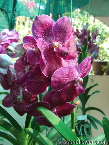 Vanda